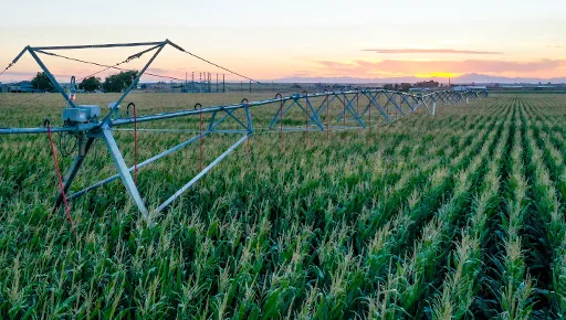 irrigation system in corn field